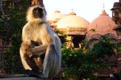 Hanumanlangur - Zum Vergroessern klicken!